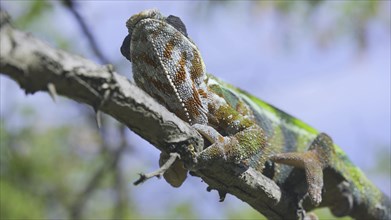 Close up of chameleon lies on branch and looks around on sunny day on blue sky background