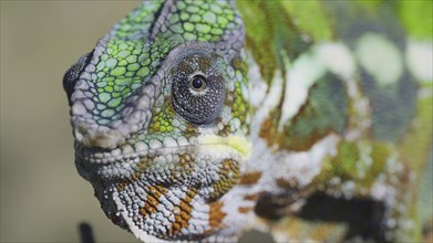 Close-up portrait of curious chameleon looks at into camera on sunny day