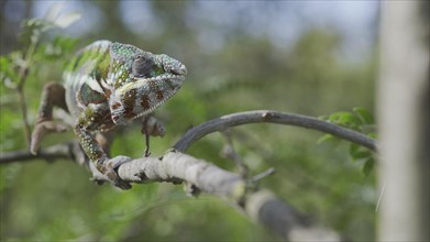 Green chameleon walks along branch and looksat around on bright sunny day on the green trees background