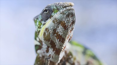 Closeup portrait of green chameleon on sunny day on blue sky background
