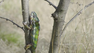 Green chameleon going up tree trunk on sunny day