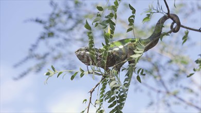 Green chameleon sits on thin branch of tree among green leaves with its tail wrapped around the branch on sunny day on blue sky background