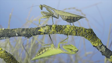 Large female praying mantis goes under tree branch on which another female sits and looks at her