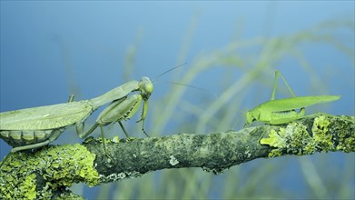 Green grasshopper chirps its wings next to large female praying mantis sitting on tree branch covered with lichen