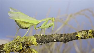 Large female green praying mantis sits wings spread on the tree branch covered with lichen and looks around