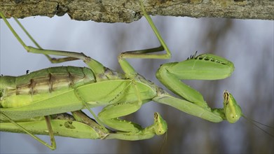 Close-up of mating process of praying mantises