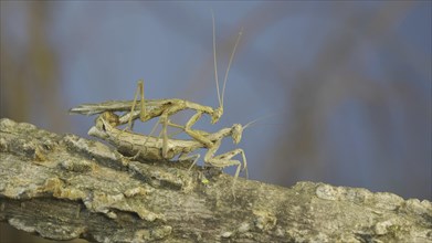 Couple of praying mantis mating on tree branch