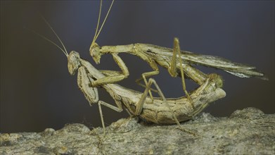 Clode-up of couple of praying mantis mating on tree branch