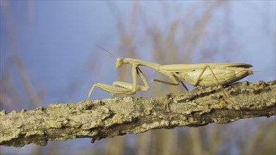 Big female praying mantis sitting on branch in the grass and blue sky background