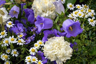 Spring flowers and harebells
