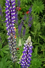 Large-leaved lupins