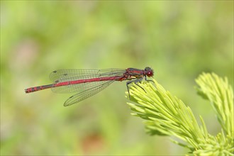 Male large red damselfly