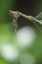 Spider moth caterpillars