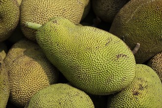 Pile of jackfruit displayed for sell in a market in India