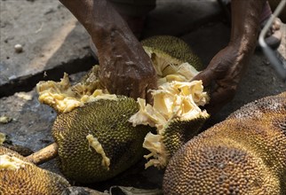 A person collects jackfruit seed for sell in a market