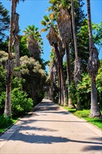 Palm alley in tropical botanical garden