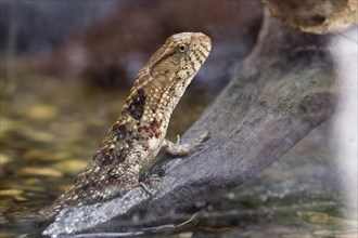 Chinese crocodile lizard