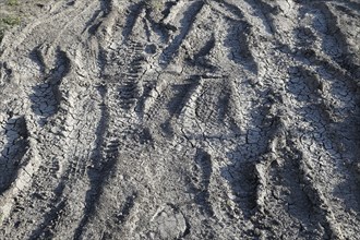 Tire prints in dried mud