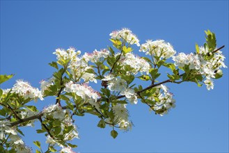 Twig of flowering Hawthorn