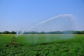 Irrigation of the fields