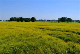 Grain field