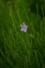 Purple bluebell flower in green grass