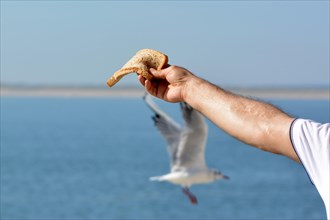 Male arm with slice of bread holding in hand stretched out to feed seagulls with blurry gull in blue sea background