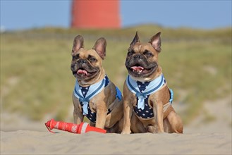 Two happy brown French Bulldog dogs wearing matching maritime harnesses with sailor collars sitting on beach on vacations