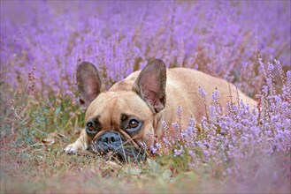 Small brown French Bulldog dog lying down between purple field of blooming heather 'Calluna vulgaris' plants