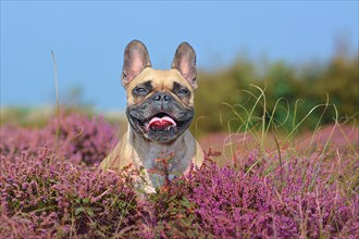Portrait of a beautiful small brown French Bulldog dog sitting in a field of purple blooming heather 'Calluna vulgaris' plants