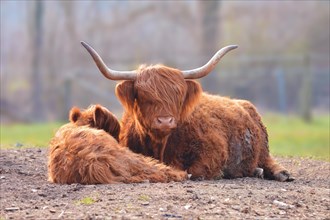Scottish Highland Cattle with calf and grown up cow with scraggy brown fur lying on ground