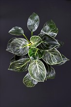 Full exotic 'Philodendron Birkin' plant with beautiful white line patterns on dark green leaves on black background