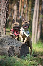 Two happy French Bulldog dogs leaning on tree stump synchronically waving with one paw