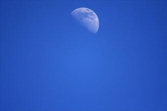 Half moon in the early evening in the blue sky