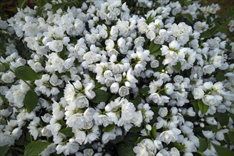 Flowering common jasmine