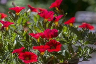 Flowering magic bell