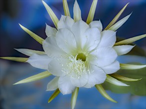 Flower of the cactus Queen of the Night