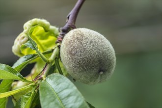 Unripe peach fruit on a peach tree