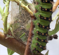 Breeding of caterpillars of the small night peacock