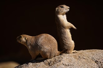 Two black-tailed prairie dogs