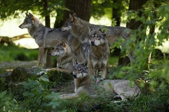 Pack of European gray wolf