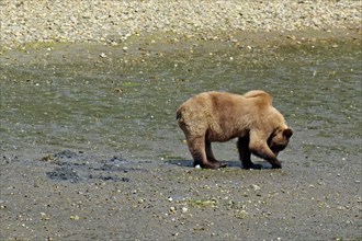 Grizzly looking for shells on the beach