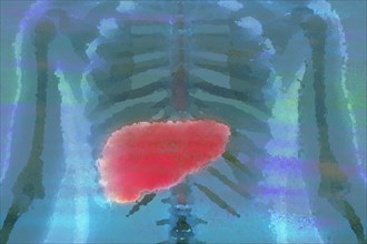 Liver The organ is responsible for metabolism