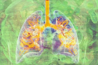 Lungs Air is breathed in through the lungs in humans and have bronchi