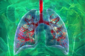 Lungs Air is inhaled through the lungs in humans and have bronchi