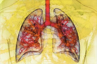 Lung 11 Lung The lung is the organ in our body that ensures that the vital oxygen from the air we breathe gets into our blood
