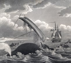 The dangers of whaling