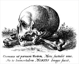 Skull and human bones