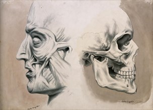 (left) with muscles and tendons, (right) skull bones, Historical, digitally restored reproduction