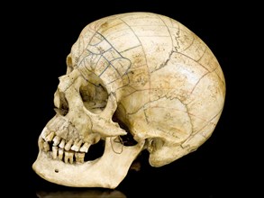 Skeleton with phrenological skull